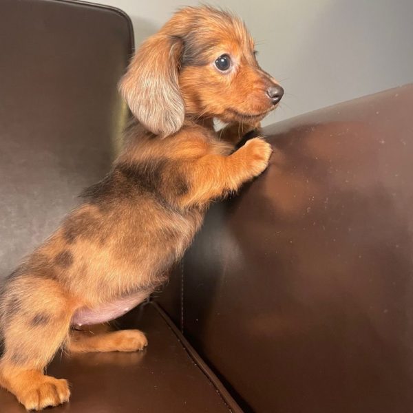 Mini Dachshund Puppy for Sale