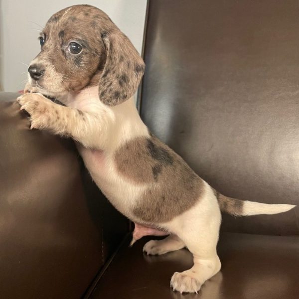 Mini Dachshund Puppy for Sale