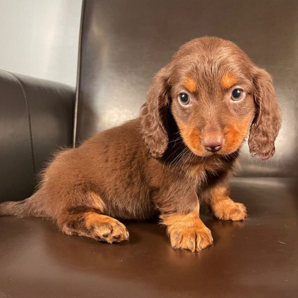Mini Dachshund Puppy for Sale