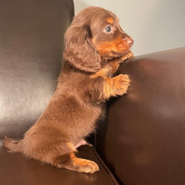 Mini Dachshund Puppy for Sale