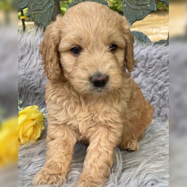 F1b Mini Goldendoodle Puppy for Sale