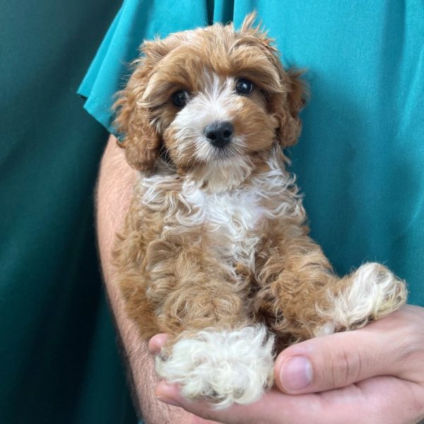 F1 Cavapoo Puppy for Sale