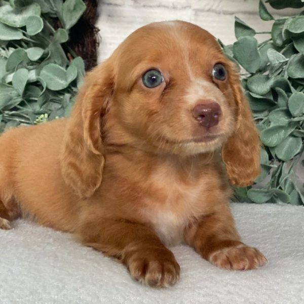 Mini Dachshund Puppy for Sale