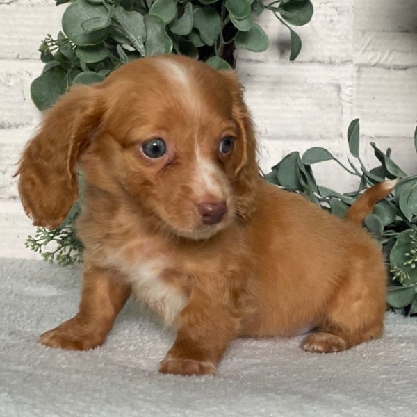 Mini Dachshund Puppy for Sale