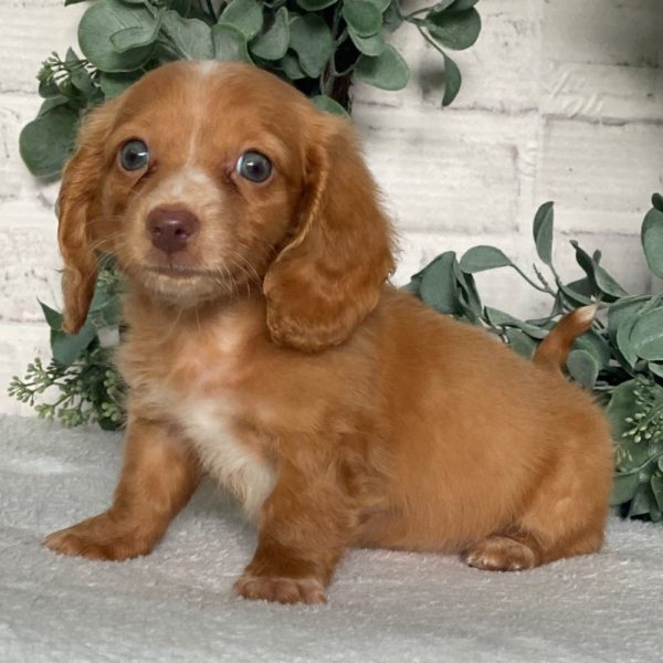 Mini Dachshund Puppy for Sale
