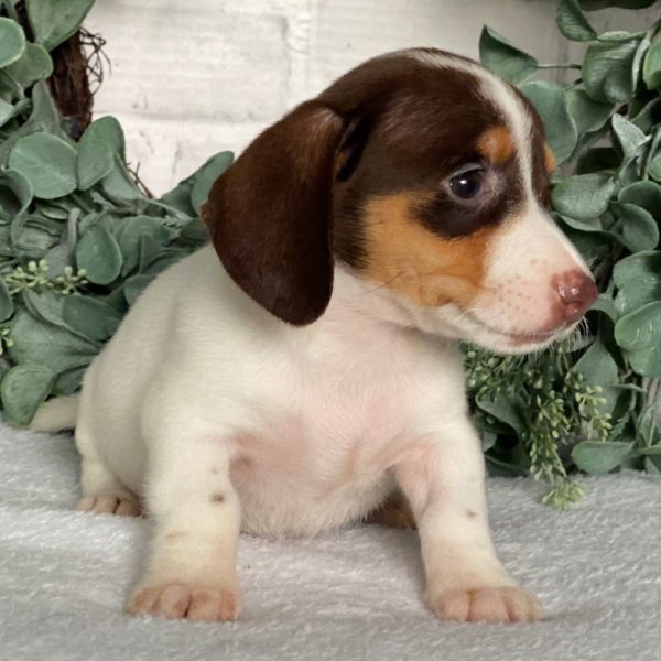 Mini Dachshund Puppy for Sale
