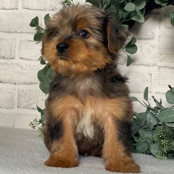 Yorkshire Terrier Puppy for Sale