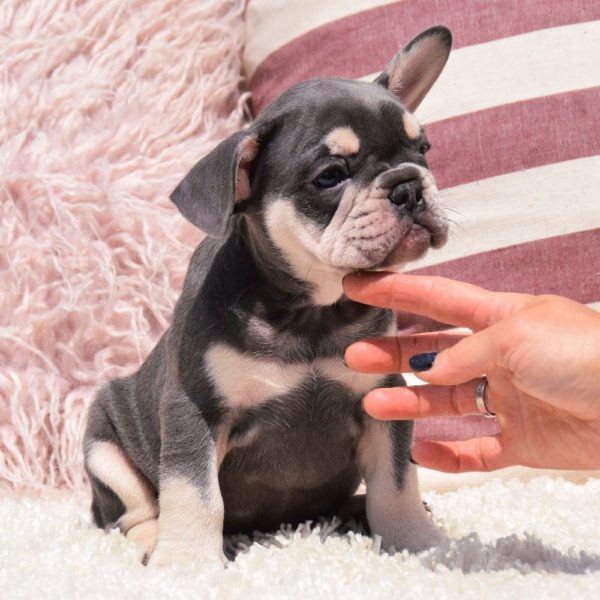 French Bulldog Puppy for Sale