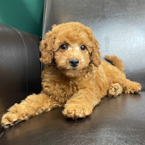 F1bbb Mini Goldendoodle Puppy for Sale
