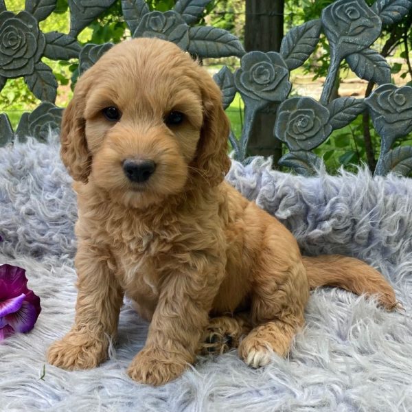 F1b Mini Goldendoodle Puppy for Sale