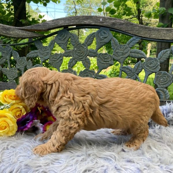 F1b Mini Goldendoodle Puppy for Sale