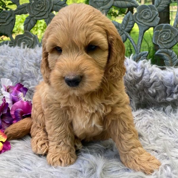 F1b Mini Goldendoodle Puppy for Sale