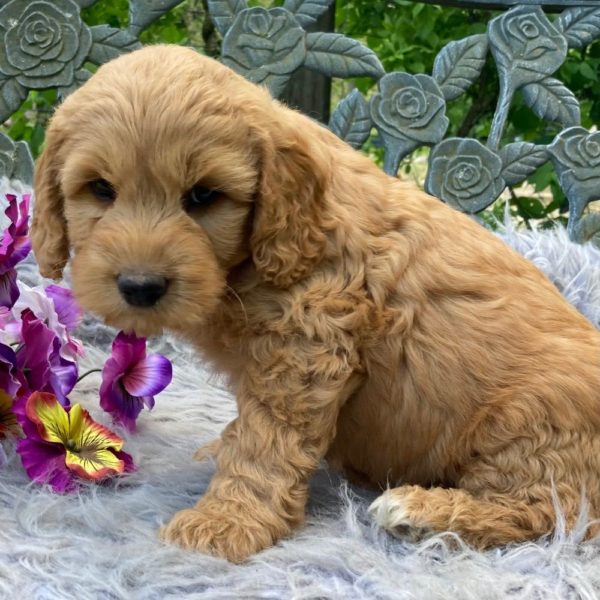 F1b Mini Goldendoodle Puppy for Sale