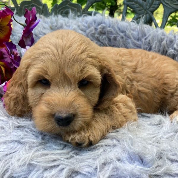 F1b Mini Goldendoodle Puppy for Sale