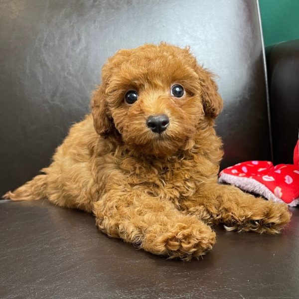 F1bbb Mini Goldendoodle Puppy for Sale