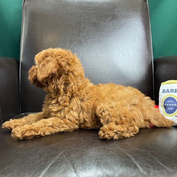 F1bbb Mini Goldendoodle Puppy for Sale