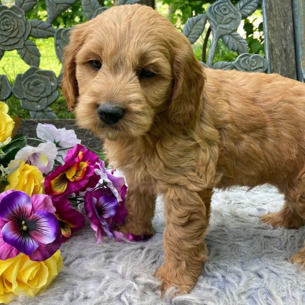 F1b Mini Goldendoodle Puppy for Sale