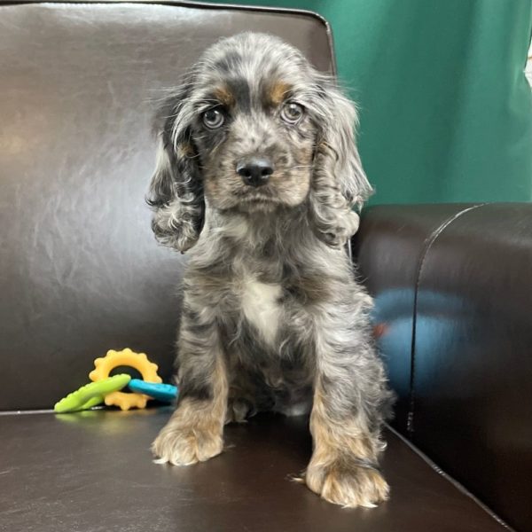 Cocker Spaniel Puppy for Sale