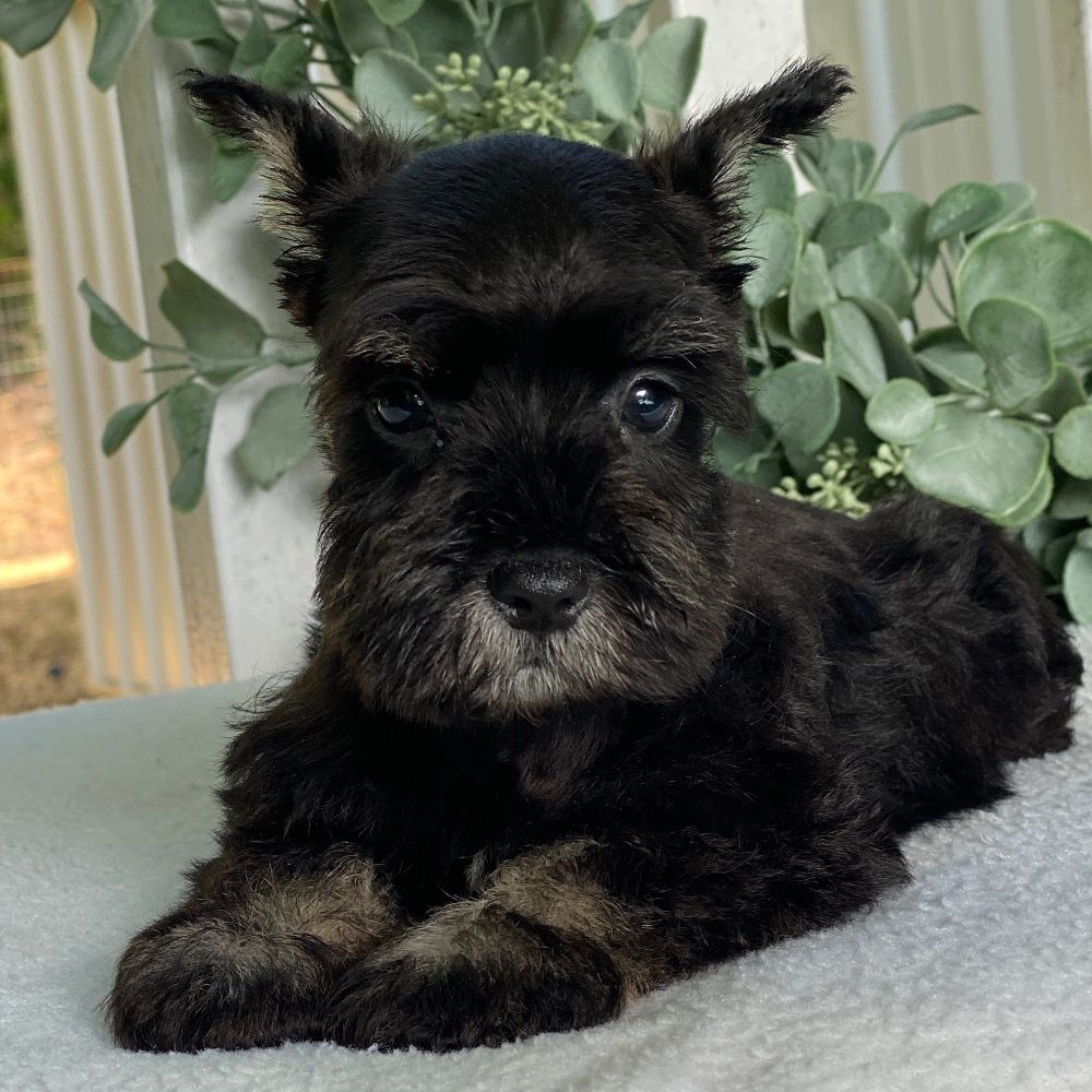Miniature Schnauzer Puppy for Sale in NYC