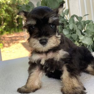 Miniature Schnauzer Puppy for Sale