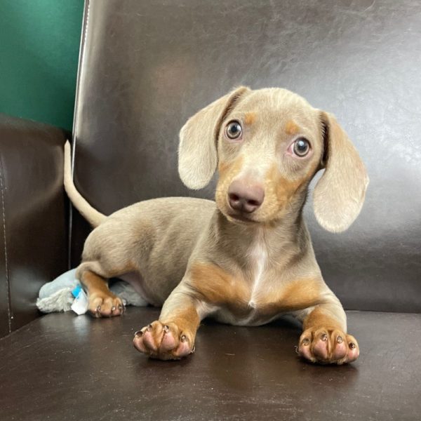 Mini Dachshund Puppy for Sale