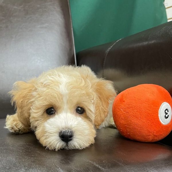 Maltipoo Puppy for Sale