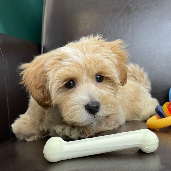 Maltipoo Puppy for Sale