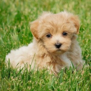 Maltipoo Puppy for Sale