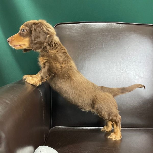 Mini Dachshund Puppy for Sale