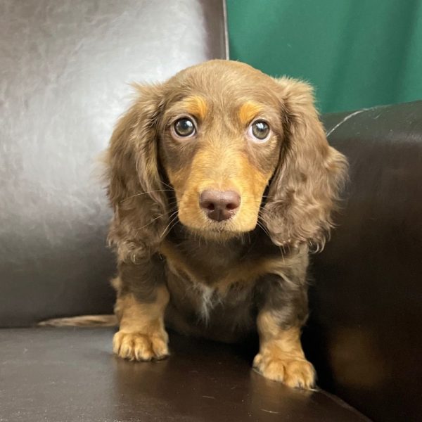 Mini Dachshund Puppy for Sale