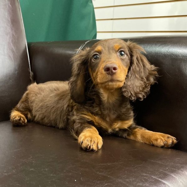Mini Dachshund Puppy for Sale