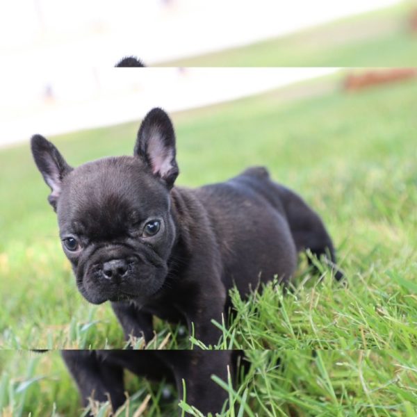 French Bulldog Puppy for Sale