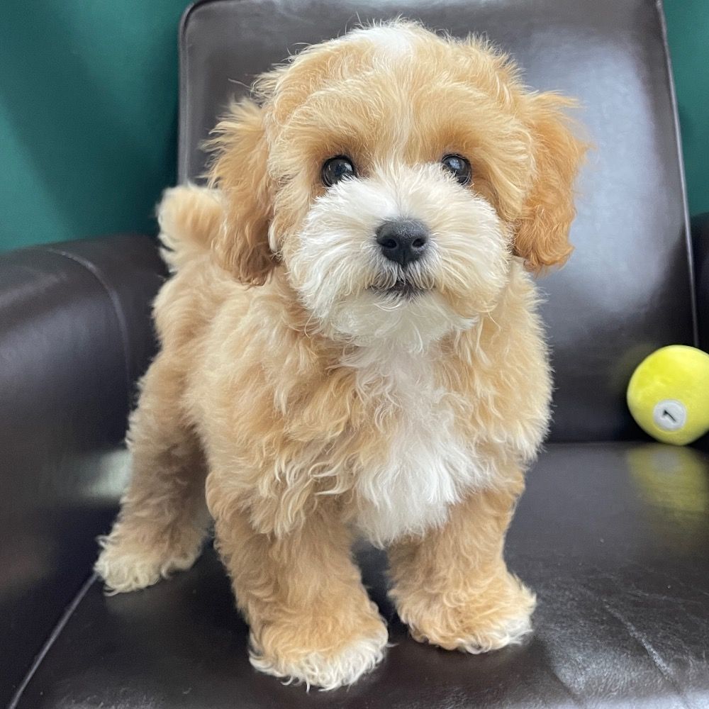 Maltipoo Puppies For Sale 