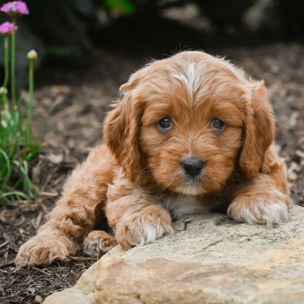 F1 Cavapoo Puppy for Sale