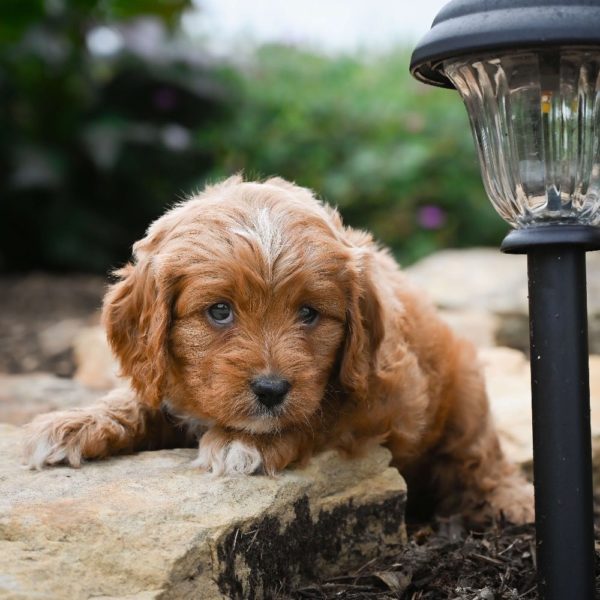 F1 Cavapoo Puppy for Sale