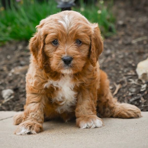 F1 Cavapoo Puppy for Sale