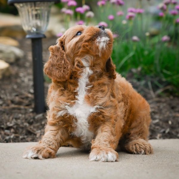 F1 Cavapoo Puppy for Sale