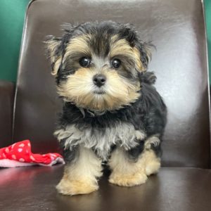 Morkie Puppy for Sale