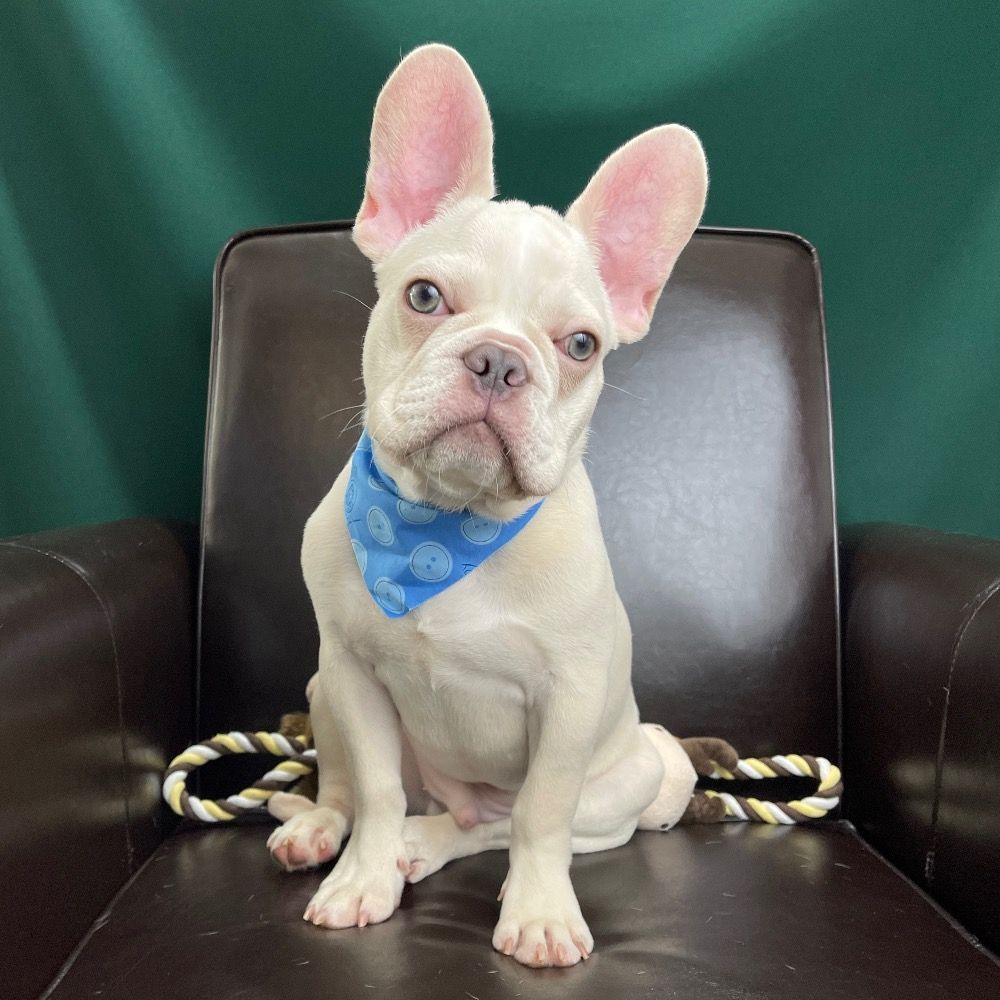 Undescended Testicle In Dogs Reduced Prices