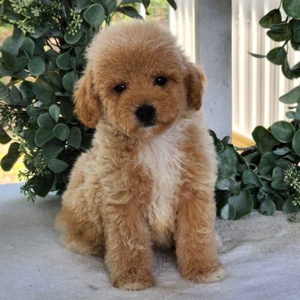 Toy Poodle Puppy for Sale