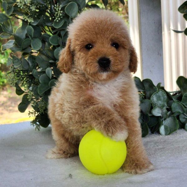 Toy Poodle Puppy for Sale