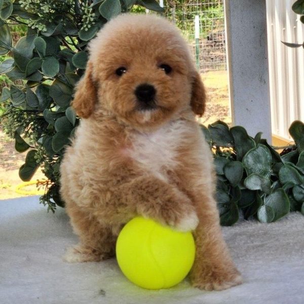 Toy Poodle Puppy for Sale