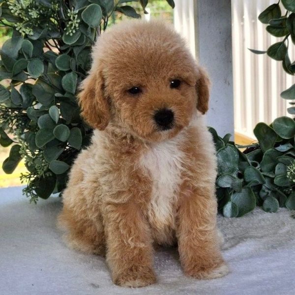 Toy Poodle Puppy for Sale