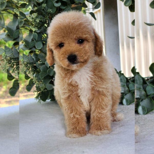 Toy Poodle Puppy for Sale