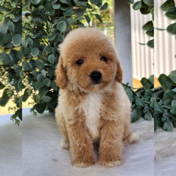 Toy Poodle Puppy for Sale