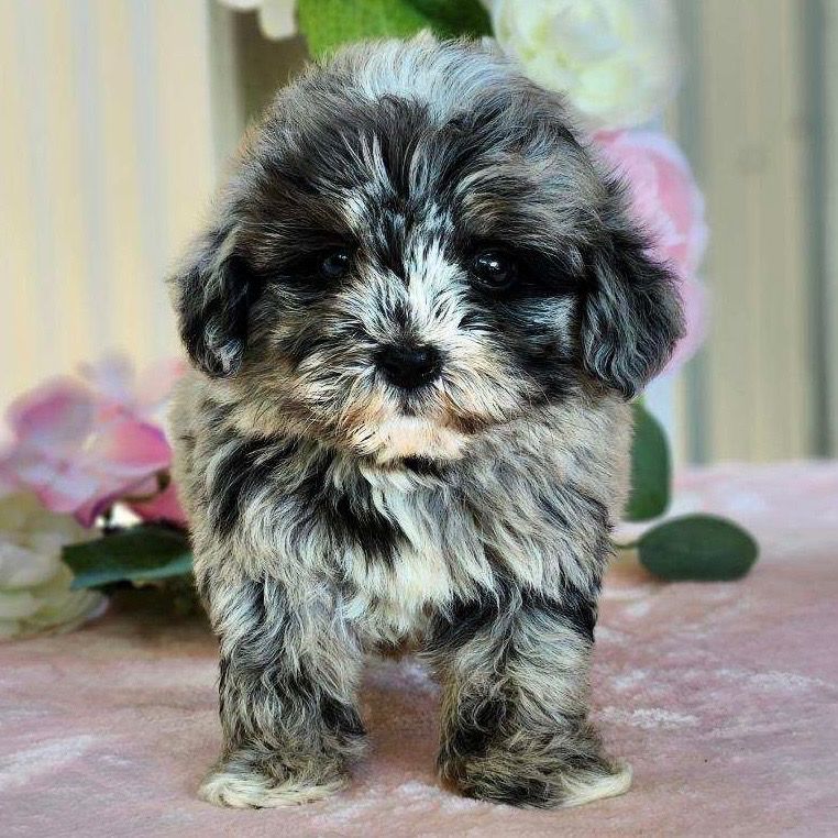 Havapoo Puppies for Sale Central Park Puppies