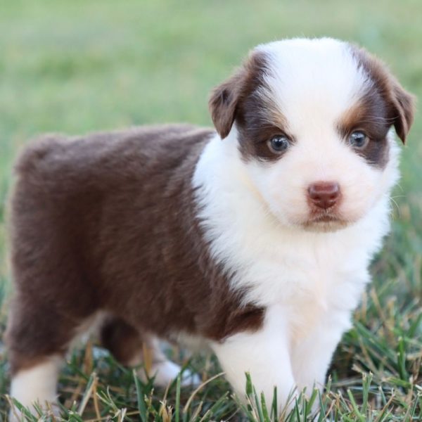 Miniature Australian Shepherd Puppy for Sale