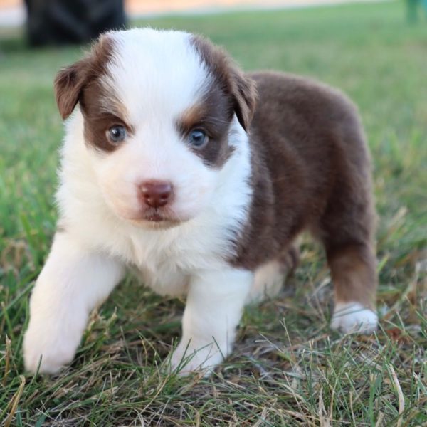 Miniature Australian Shepherd Puppy for Sale
