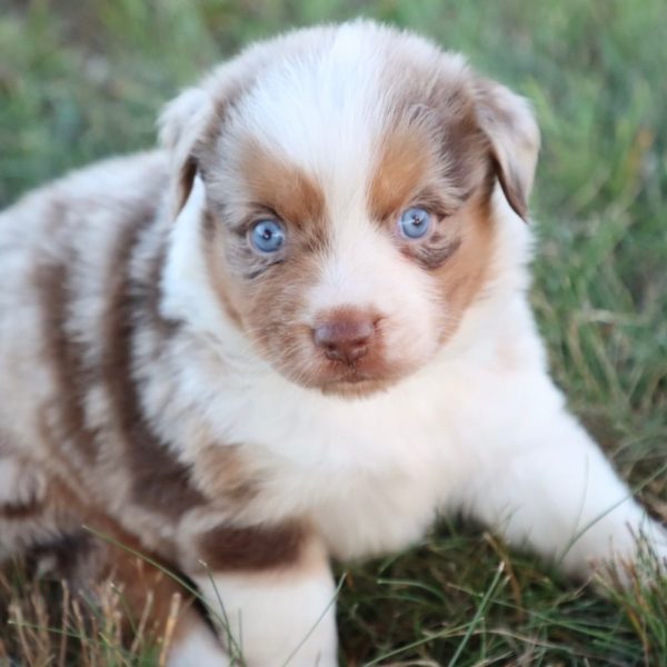 Miniature Australian Shepherd Puppy for Sale