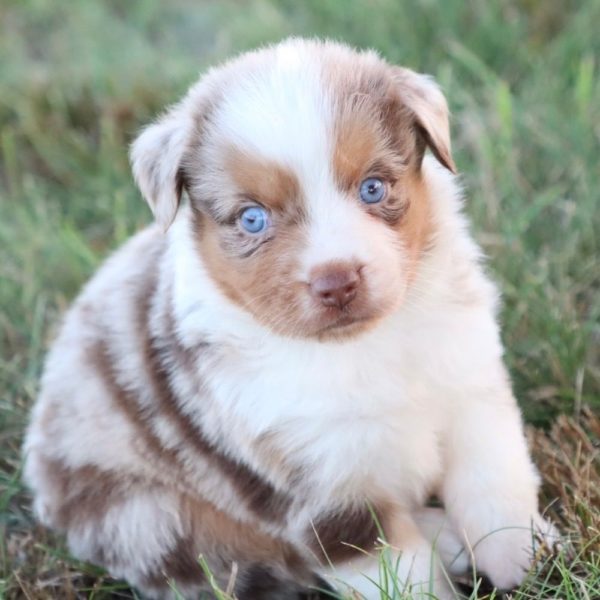 Miniature Australian Shepherd Puppy for Sale